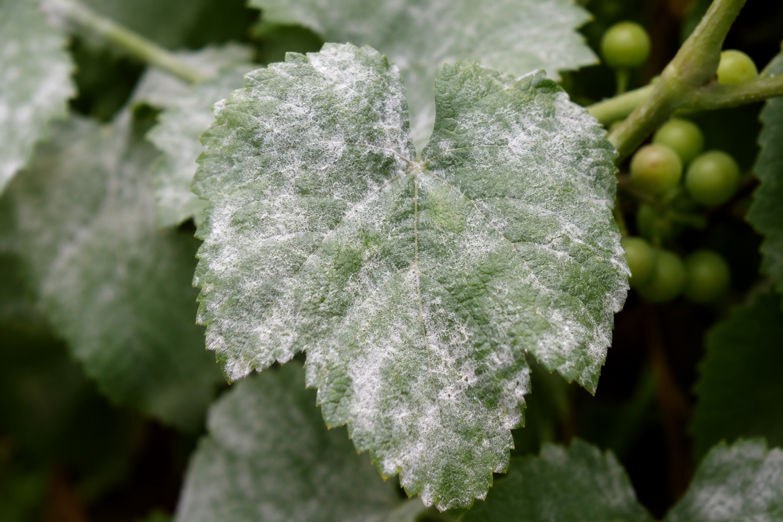 oidium sur vigne